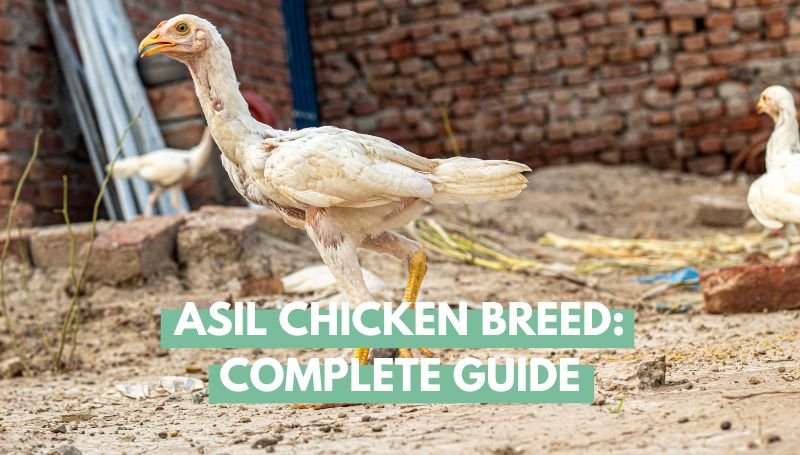 Asil Chicken Breed