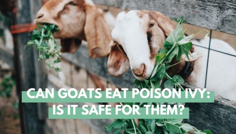 Can goats eat poison ivy