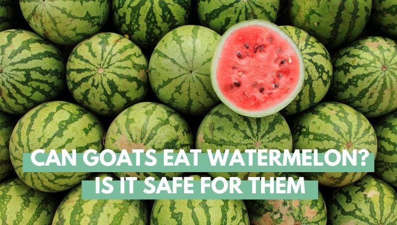 Can goats eat watermelon