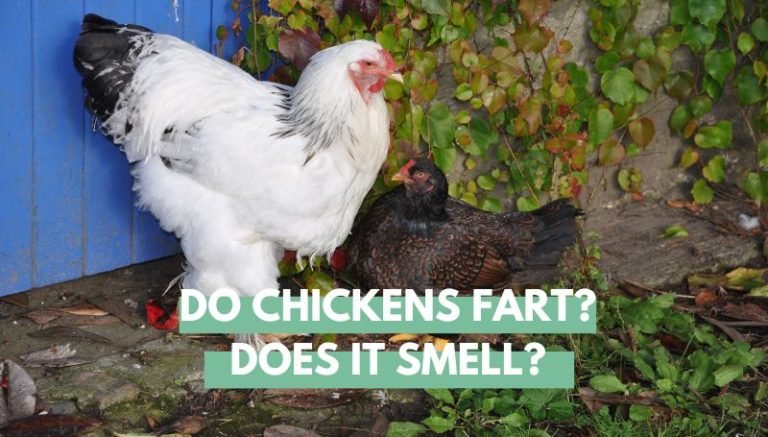 Do chickens fart