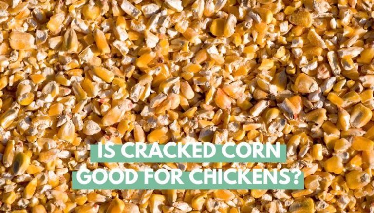 is cracked corn good for chickens