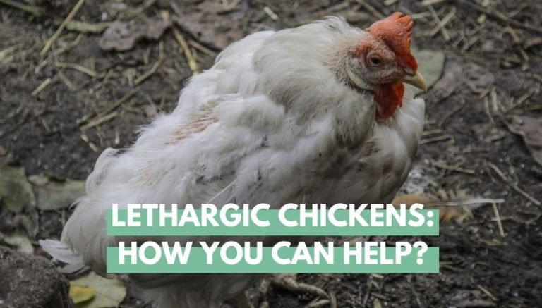 Lethargic Chickens