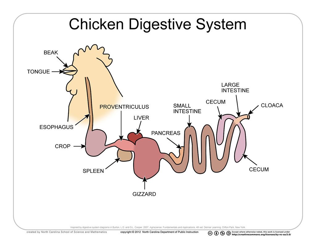 chicken digestive system