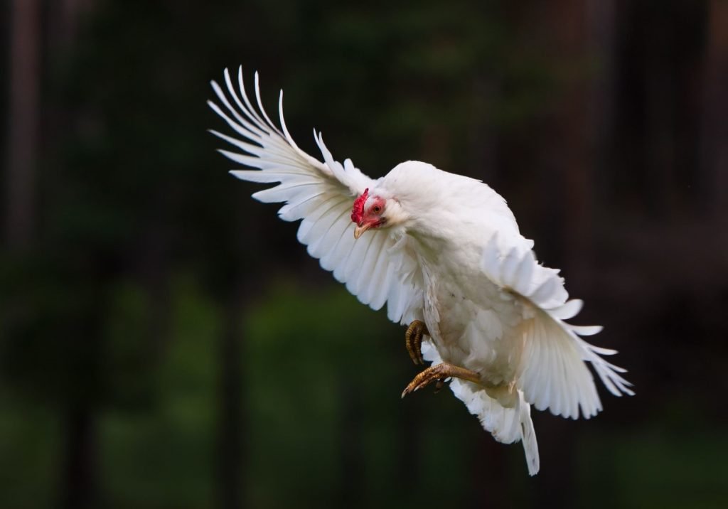 chicken in flight