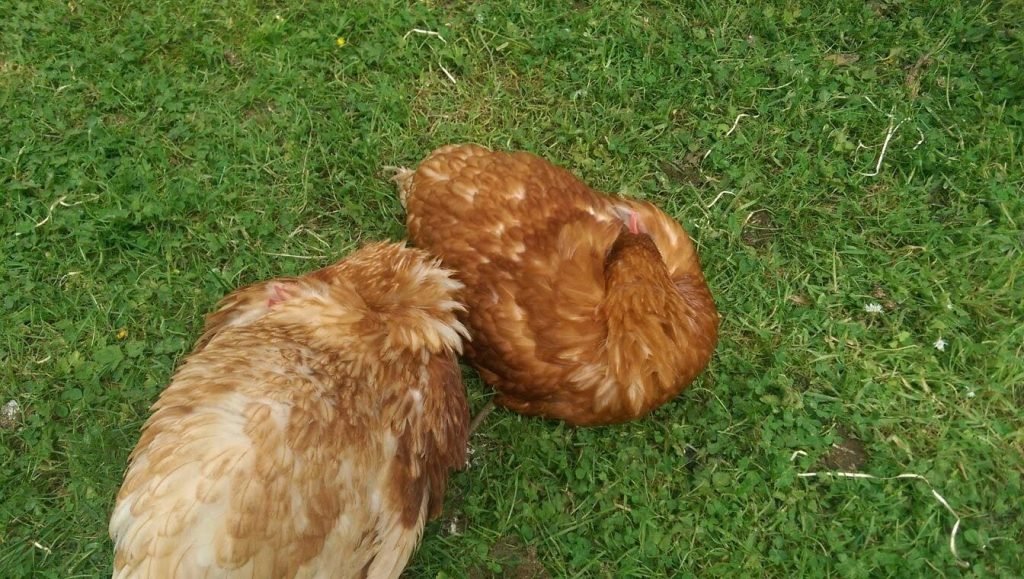 chickens sleep with their head tucked underneath their wing