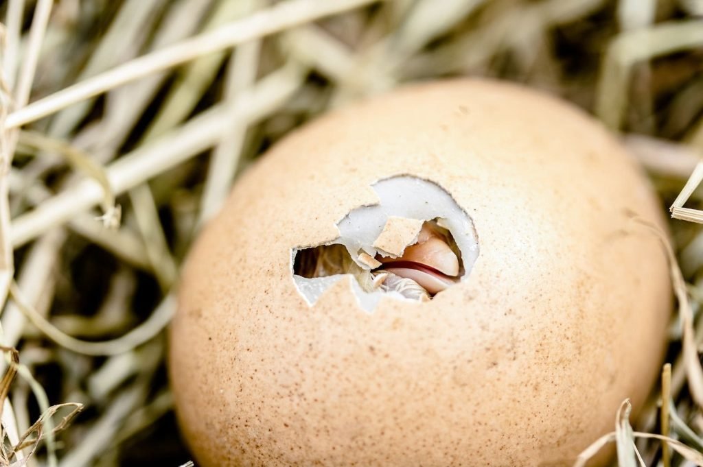 egg shell hatching