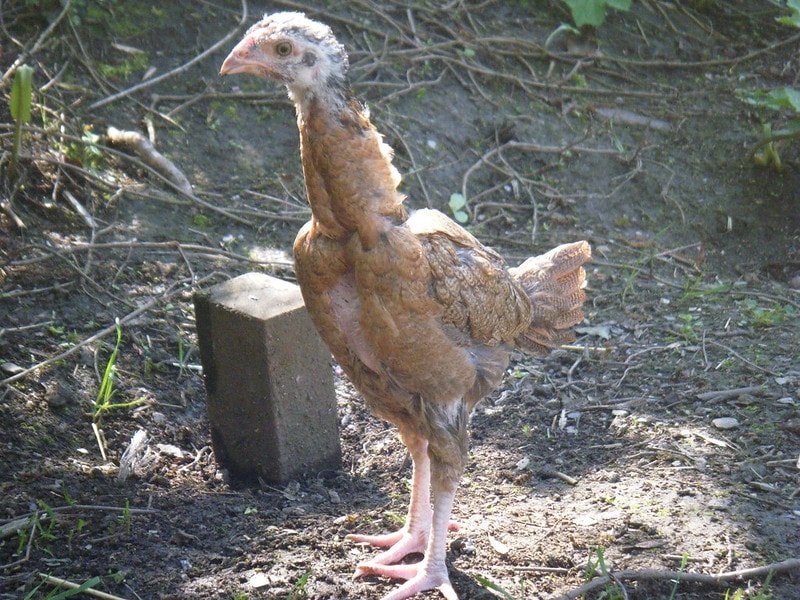 madras asil chicken