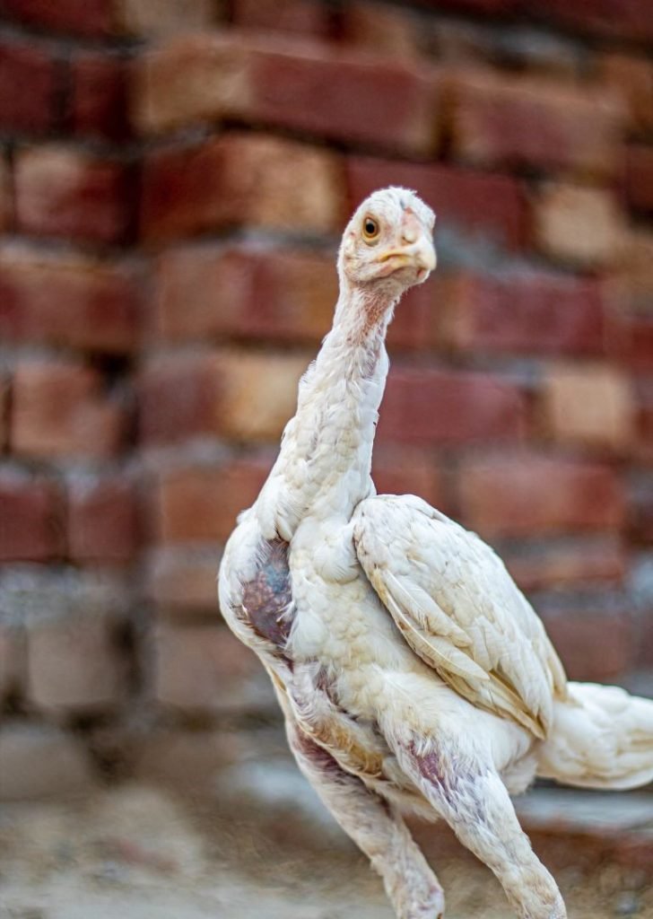 one white asil chicken in india 2