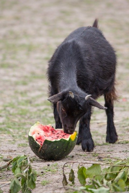 pigmy goat eating a watermelon