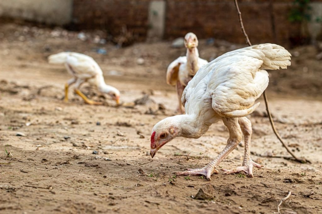 white asil chickens in india
