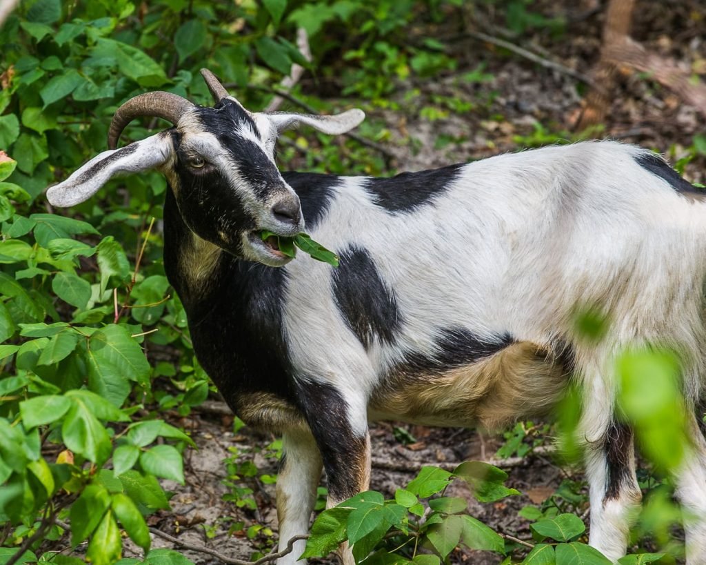 white black goat eating poison ivy