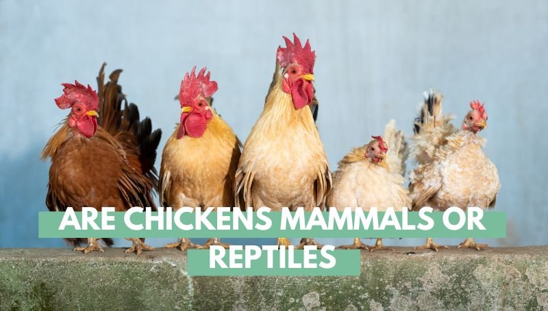 Are Chickens Mammals or Reptiles