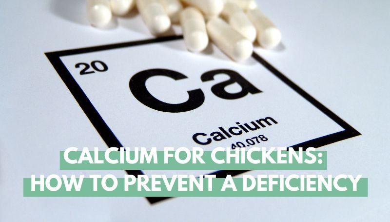 Calcium For Chickens How to Prevent a Deficiency