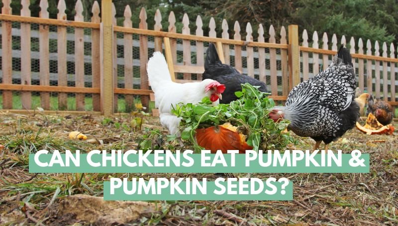 Can Chickens Eat Pumpkin and Pumpkin Seeds