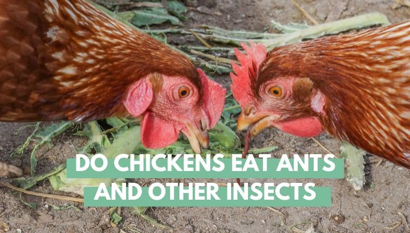 Do Chickens Eat Ants