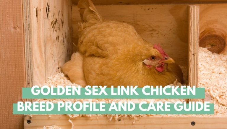 Golden Sex Link Chicken Breed