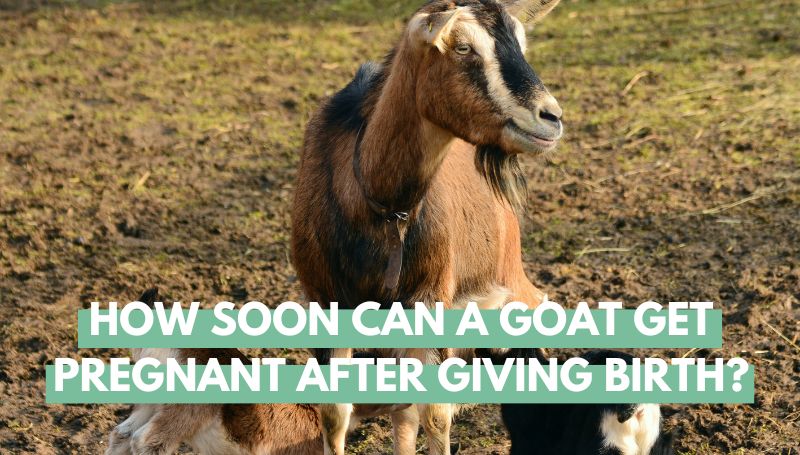 How Soon Can A Goat Get Pregnant After Giving Birth 