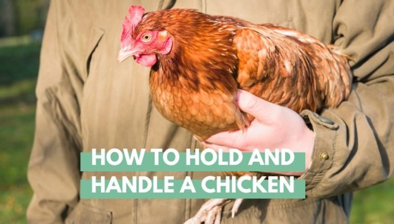 How to Hold and Handle a Chicken