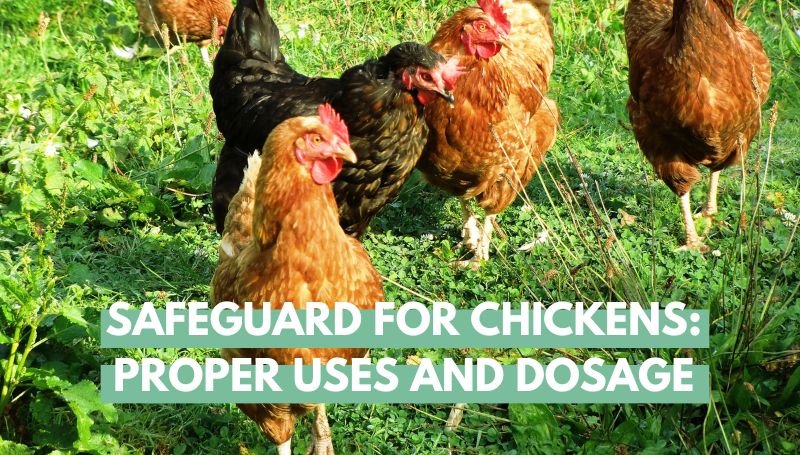 Safeguard For Chickens