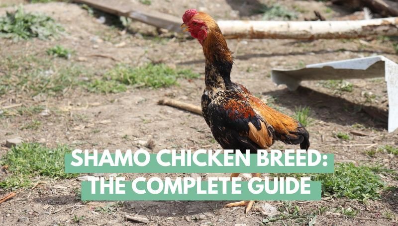 Shamo Chicken Breed