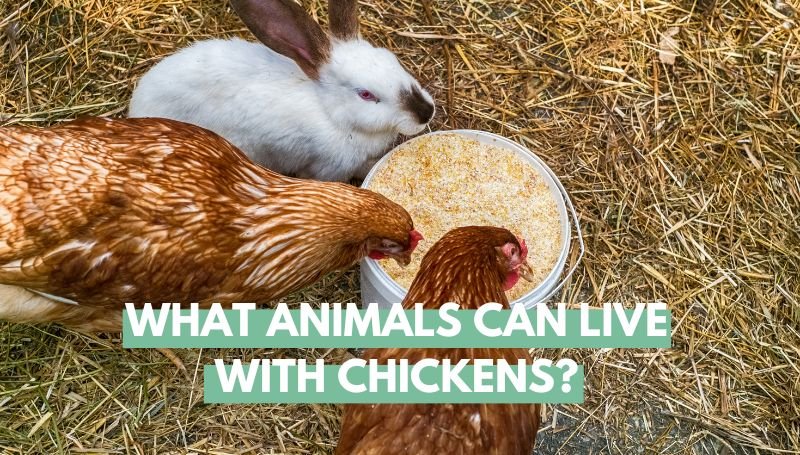 What Animals Can Live With Chickens