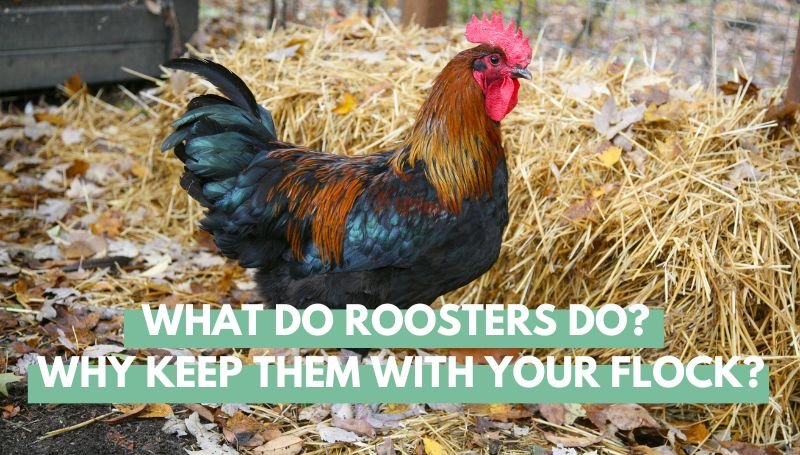 What Do Roosters Do