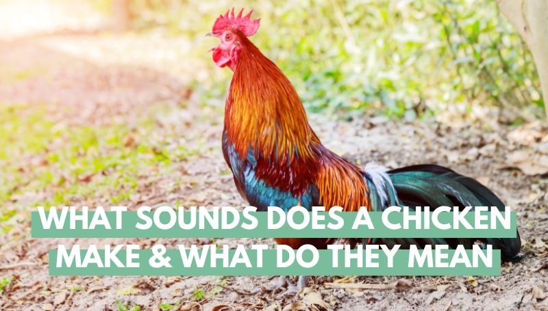 What Sounds Does a Chicken Make