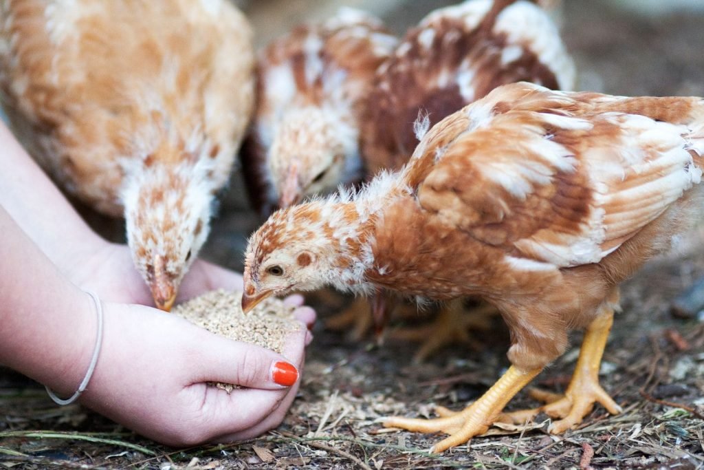 a woman feeds young chickens with her own hands