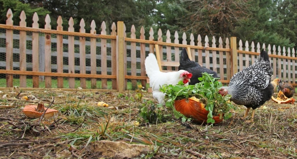 backyard chickens eating leftover vegetables including pumpkin