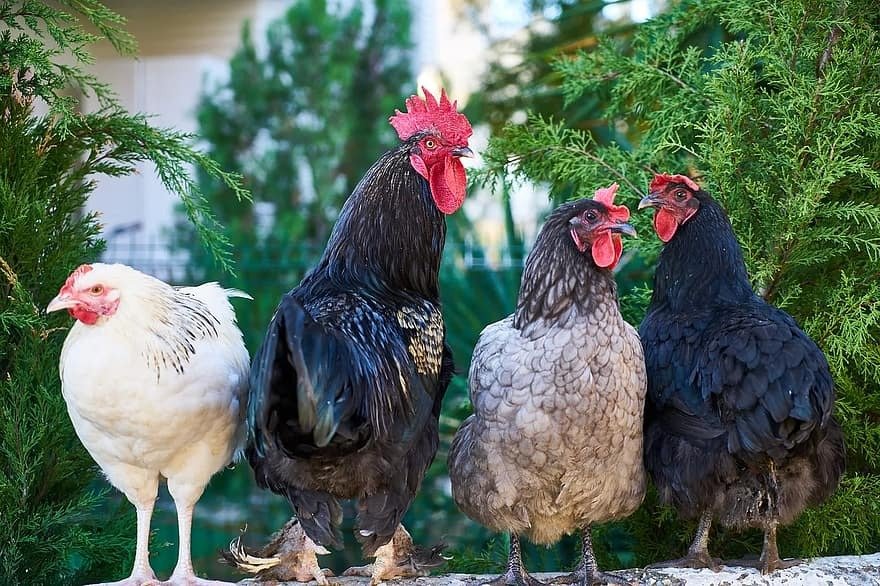 beautiful cock and three hens