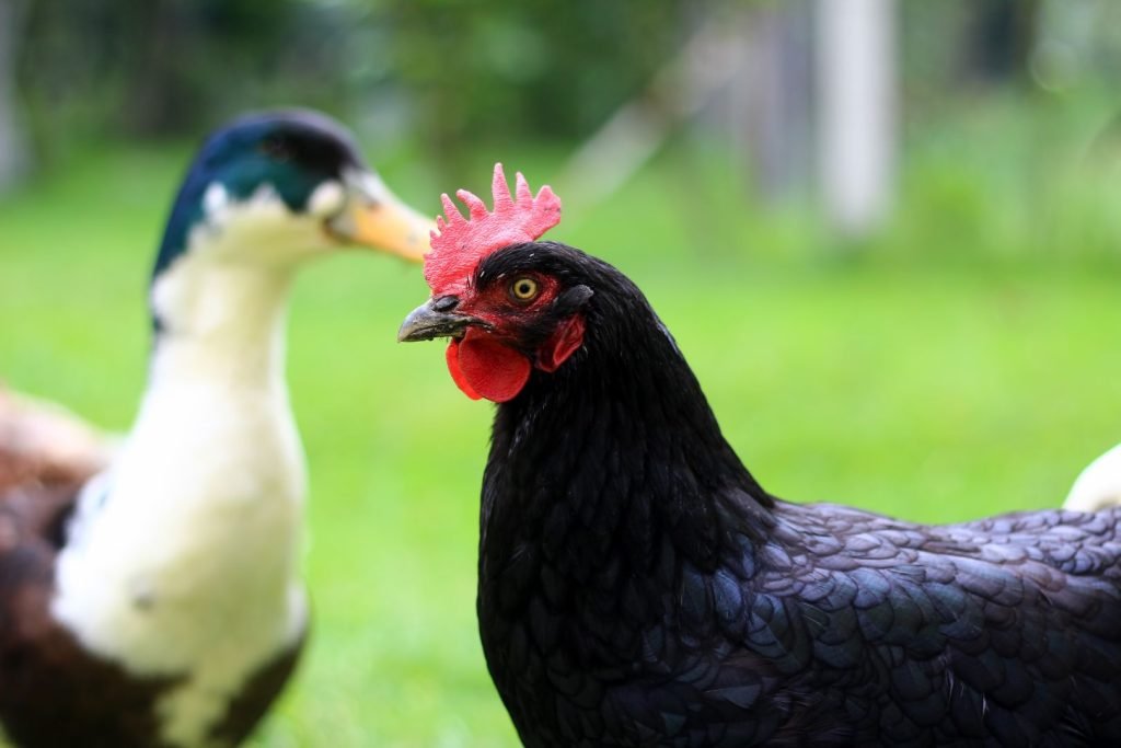 black chicken and duck on background