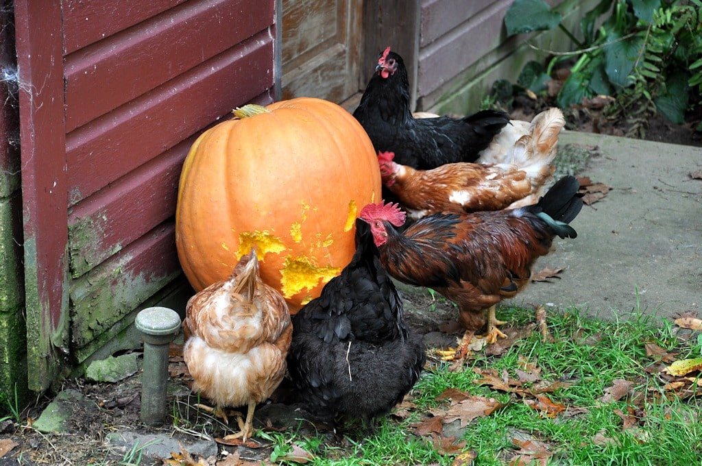 chickens eating big pumpkin
