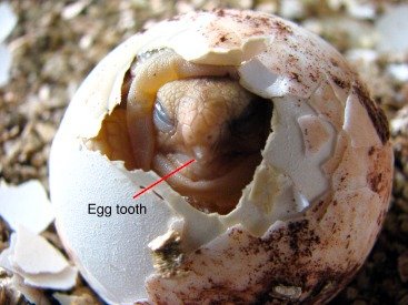 egg tooth