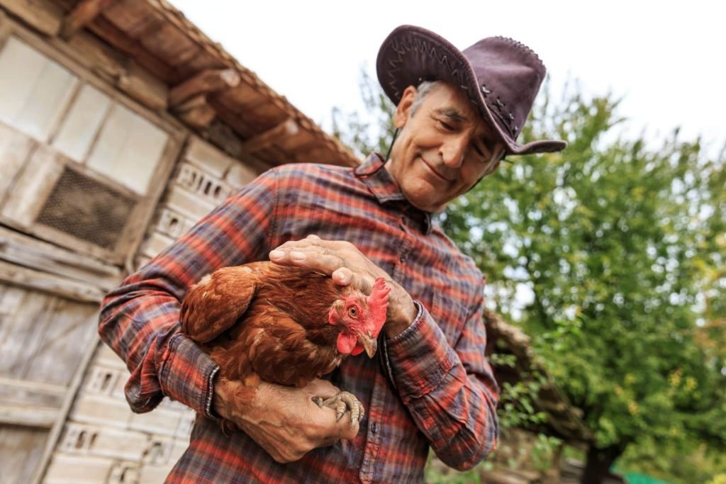 farmer holding a red hen
