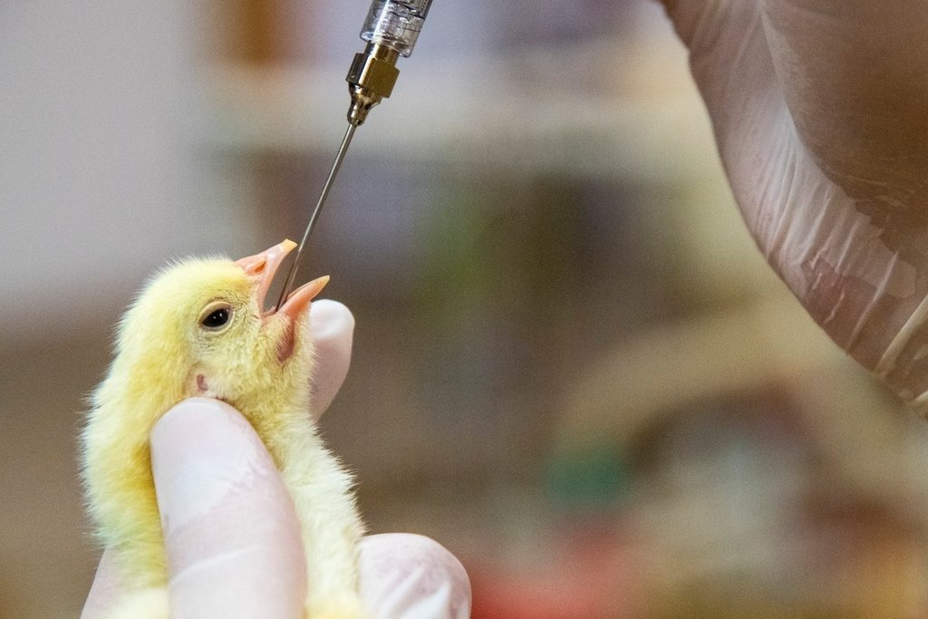 feed the chicken with a syringe