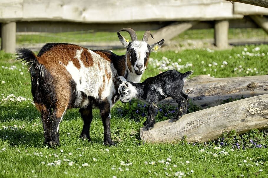 goat mom with her one black baby goat