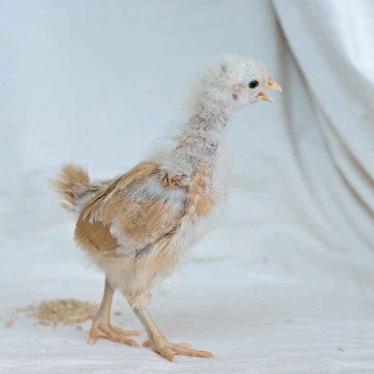 Golden Sex Link Chicken Breed Profile And Care Guide 9946