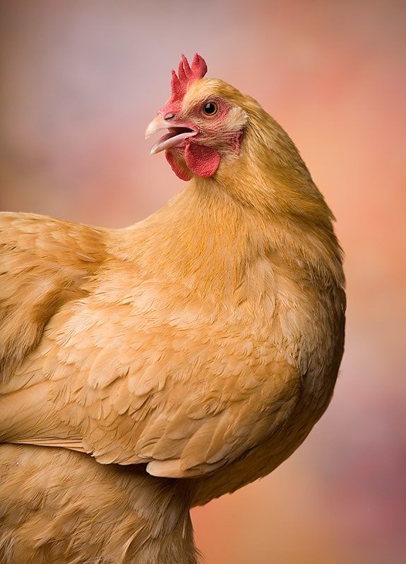 golden sex link chicken portrait