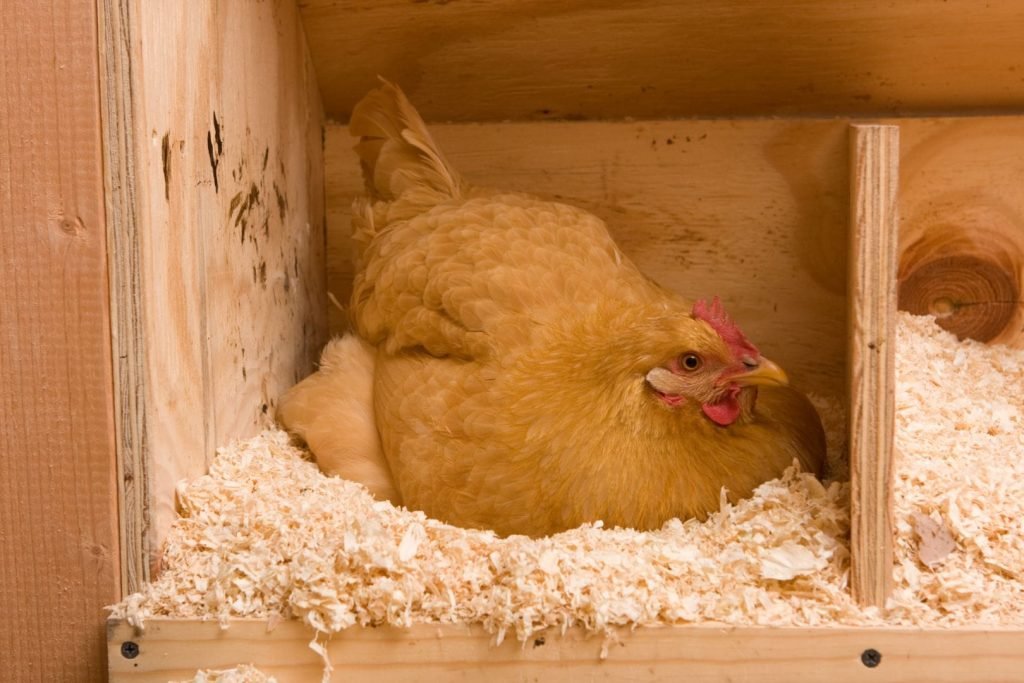 golden sex-link hen laying an egg
