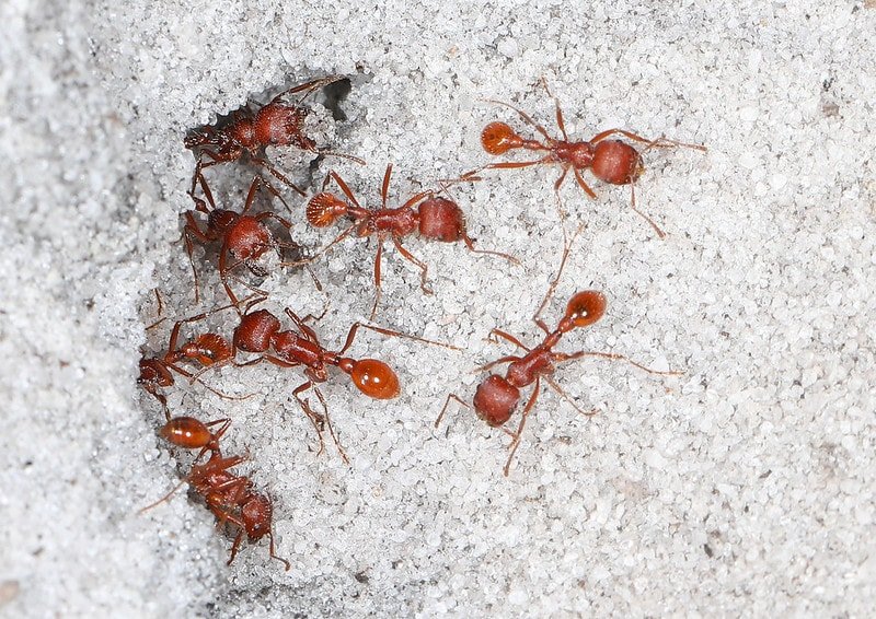 harvester ants