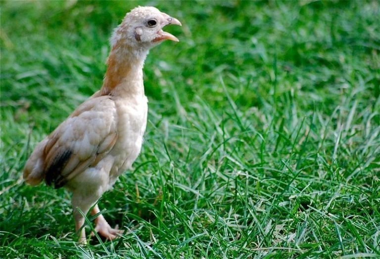 Shamo Chicken Breed: The Complete Guide - Eco Peanut