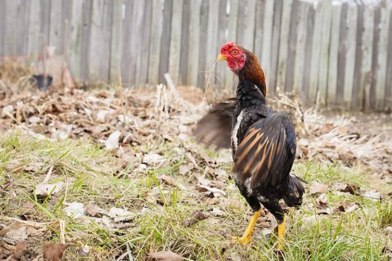 Shamo Chicken Breed: The Complete Guide - Eco Peanut