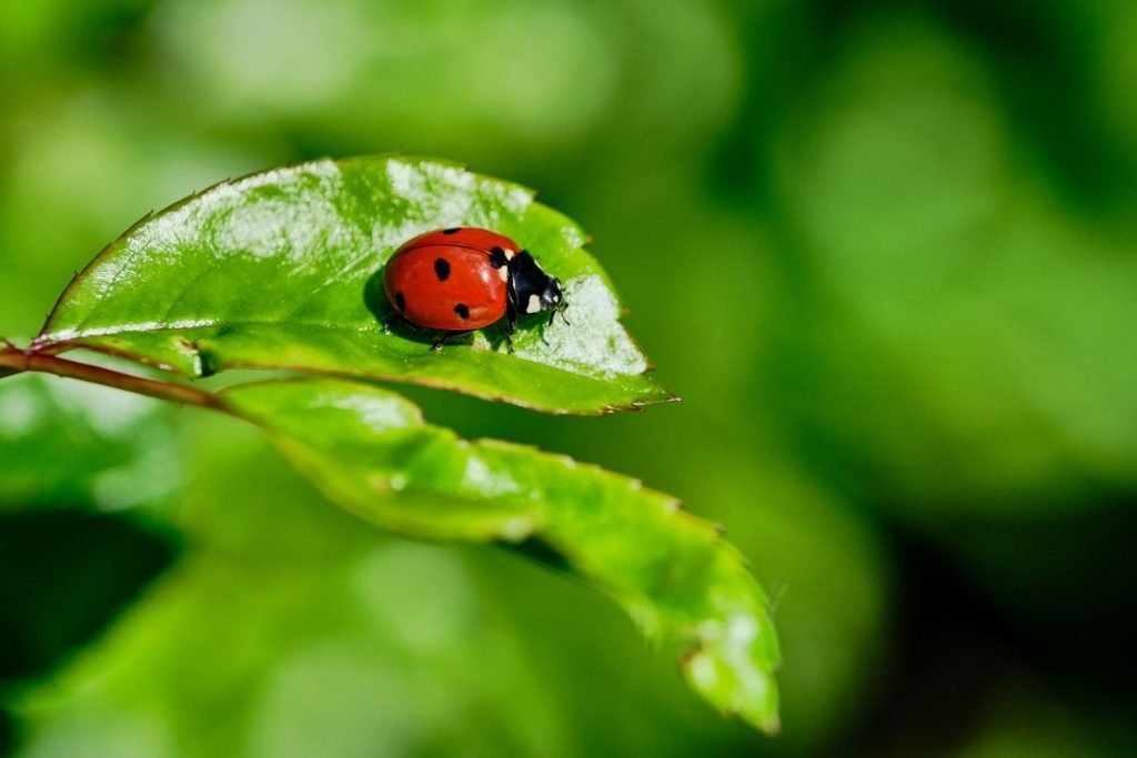 ladybug ona green leaf