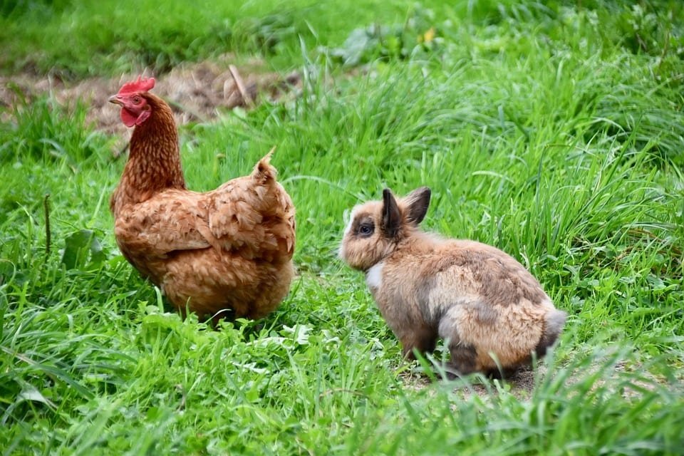 red chicken and rabbit