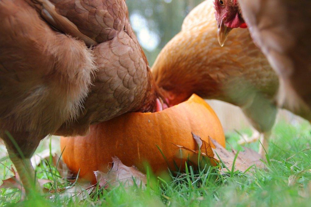 red chickens eating pumpkins