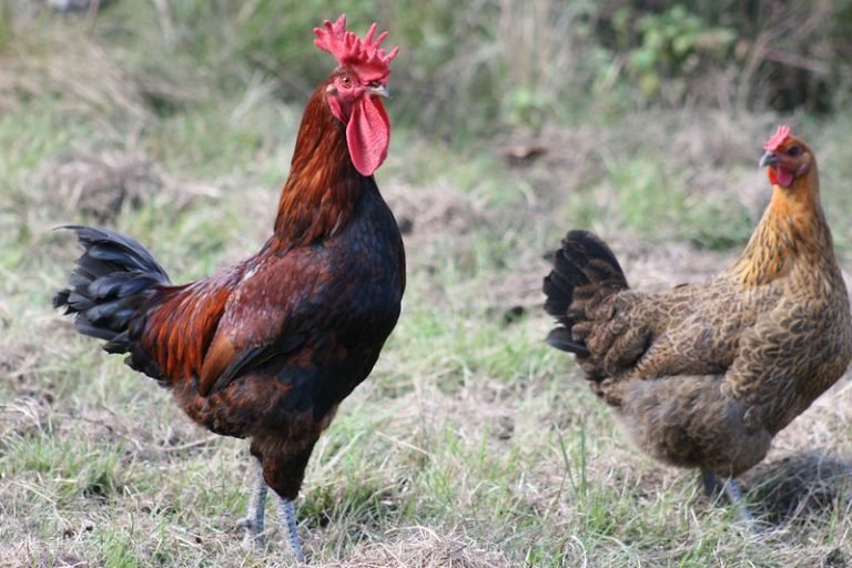 9 Types of Chicken Combs Explained with Pictures