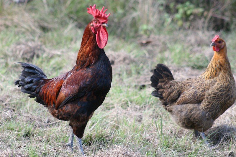 silician buttercup rooster and hen