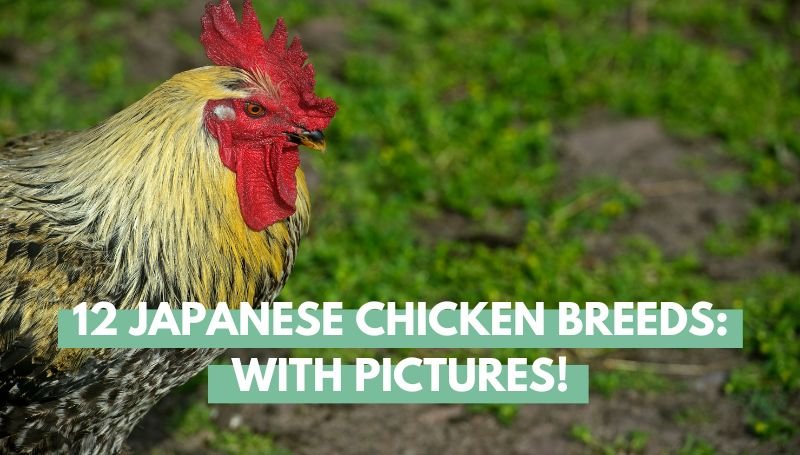 Japanese Chicken Breeds