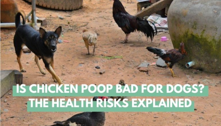 Is Chicken Poop Bad For Dogs?