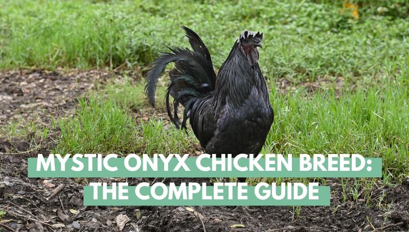 mystic onyx chicken breed